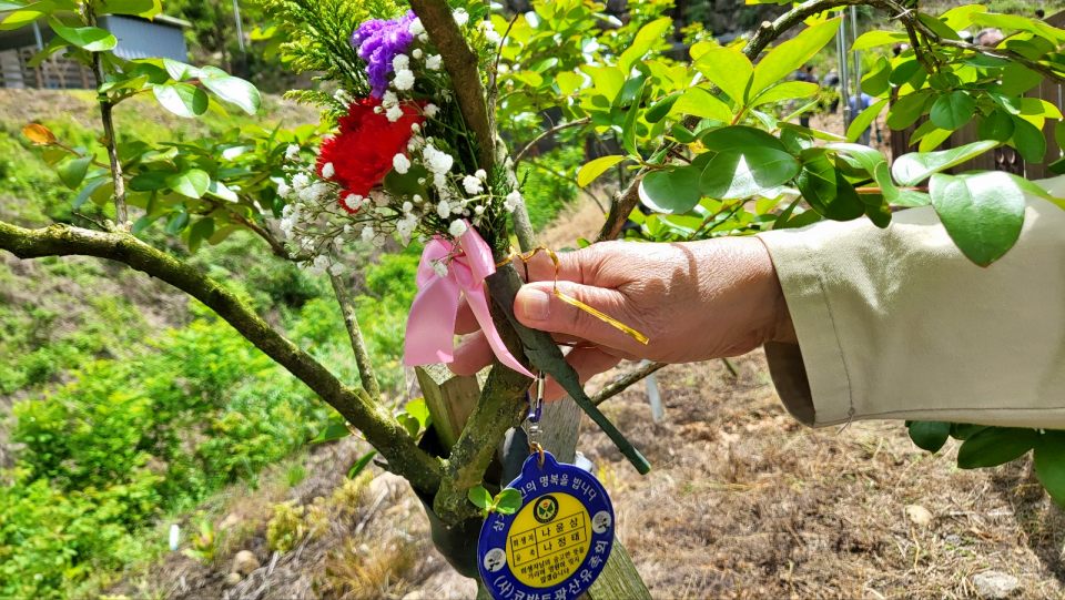 나정태 '경산 코발트 유족회' 대표이사가 아버지의 배롱나무에 카네이션을 매달았다.(2024.5.8) / 사진.평화뉴스 김영화 기자