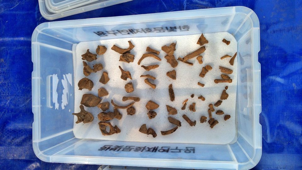 코발트광산 포대자루에서 나온 여러 점의 유해 잔뼈들(2023.3.30) / 사진.경산코발트유족회 