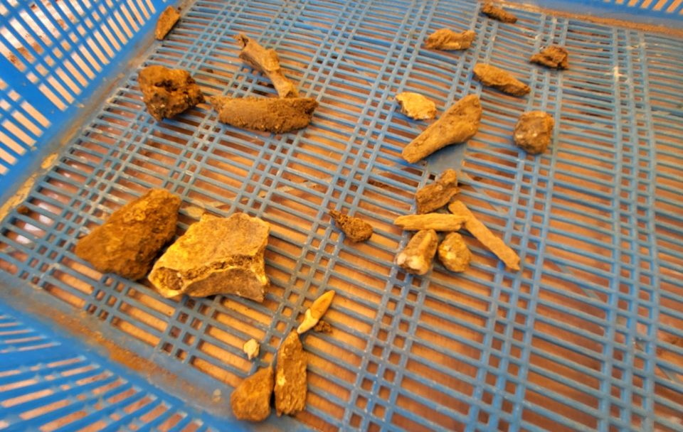 사람 어금니로 보이는 치아들과 잔뼈 십점이 이날 포대자루 안에서 우수수 발견됐다.(2024.6.18) / 사진.평화뉴스 김영화 기자