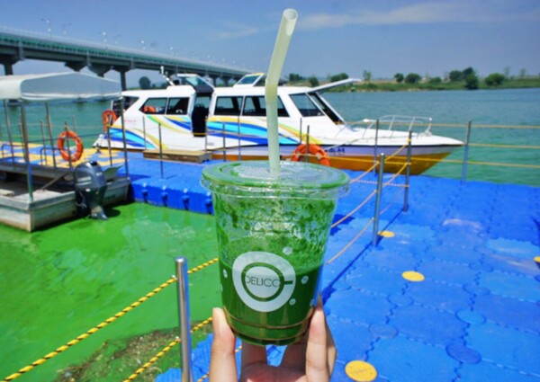 달성쾌속선을 운항하는 대구 달성군 사문진 나루터 이 일대의 강물을 담으니 '녹조라떼'가 만들어졌다.(2015.8.1) / 사진.평화뉴스 박성하 기자