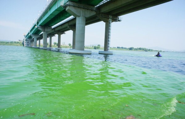 녹조로 인해 초록색 강이 된 사문진교 일대의 낙동강(2015.8.1) / 사진.평화뉴스 박성하 기자
