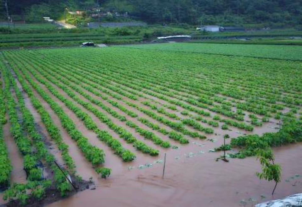 경북 영양군 청기면에 있는 밭이 침수됐다.(2024.7.8) / 사진 제공.경북도