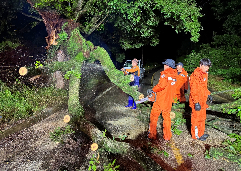 경북 안동시 일직면 도로에 가로수가 쓰러져 소방대원들이 제거하고 있다.(2024.7.8) / 사진 제공.경북소방본부