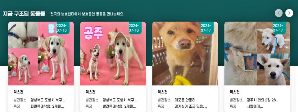 경북 포항시 북구에서 발견된 믹스견 왕자와 공주 등 많은 유기견들이 '지금 구조된 동물들' 코너에 올라와 있다. / 사진.국가동물보호정보시스템 