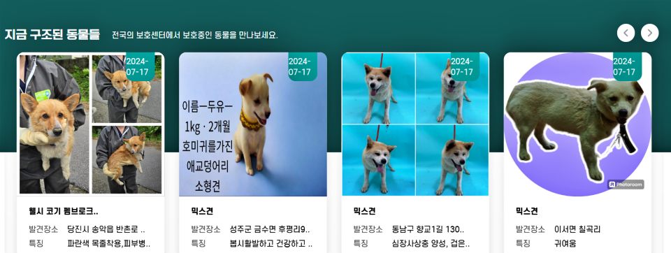 국가동물보호정보시스템에 등록된 유기견들의 모습...경북 성주군 금수면에서 발견된 믹스견 두유 "2개월 애교덩어리 소형견" / 사진.국가동물보호정보시스템 