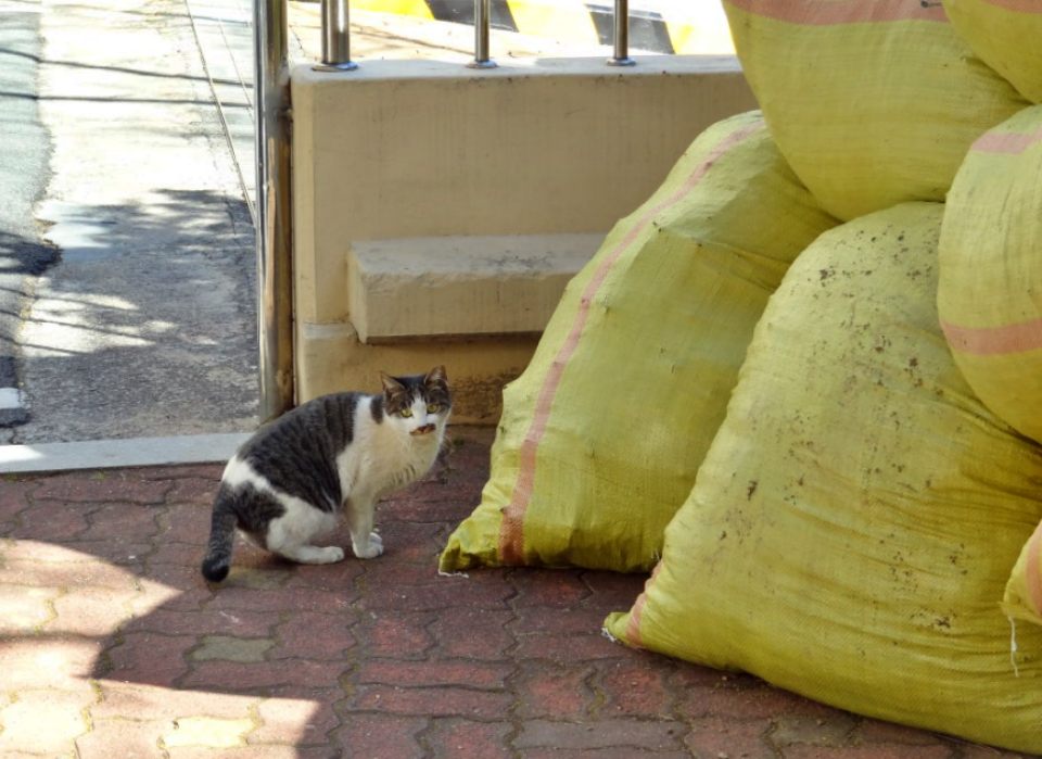 길거리에서 살아가는 유기묘의 모습..."댕댕이 냥냥이 사지 말고 입양 어떠세요?"(2019.10.28) / 사진.대한미국 정부 정책사용설명서