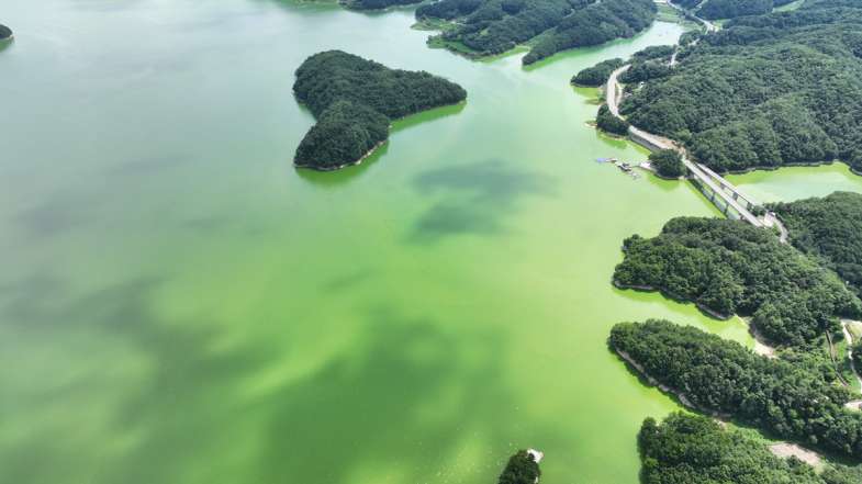 경상북도 안동댐 일대에 초록색의 녹조가 대규모로 발생했다.(2024.7.26) / 사진.대구환경운동연합