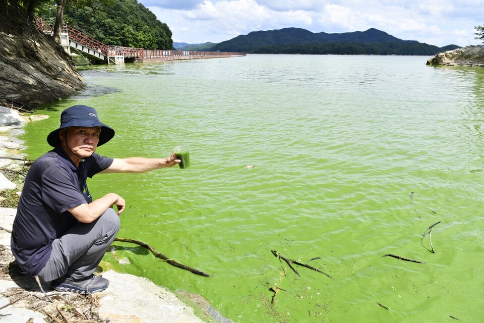 경북 안동댐 일대에 짙은 초록색의 녹조가 피었다. '녹조'를 컵에 담고 있는 활동가의 모습(2024.7.26) / 사진.대구환경운동연합