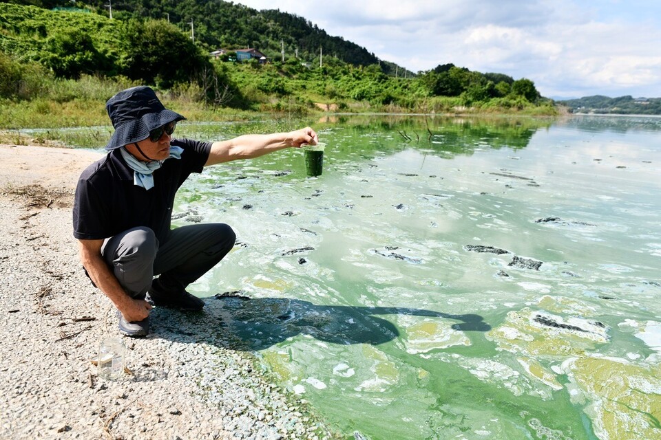 영주댐 일대에도 짙푸른 녹조가 발생했다.  환경단체 활동가가 녹조를 컵에 담았다. (2024.7.26) / 사진.대구환경운동연합