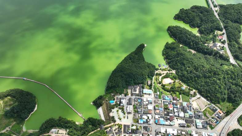 녹조가 핀 안동댐 일대(2024.7.26) / 사진.대구환경운동연합 