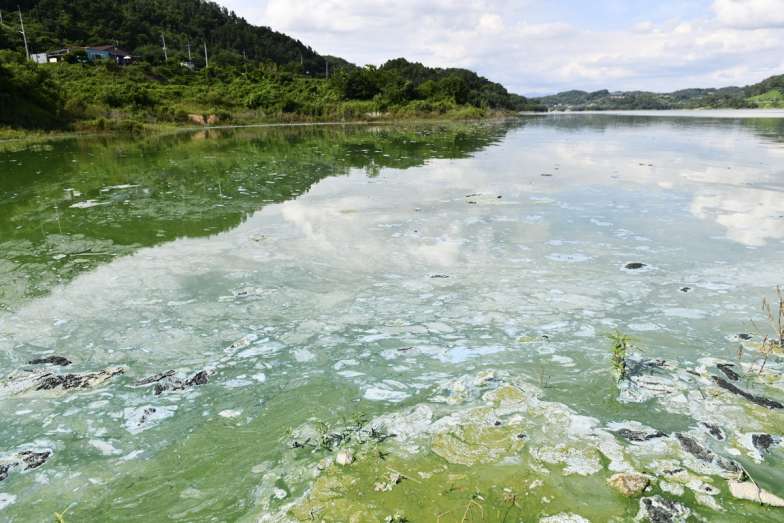녹조와 함께 이물질들도 영주댐 물 위에 떠나니고 있다.(2024.7.26) / 사진.대구환경운동연합 