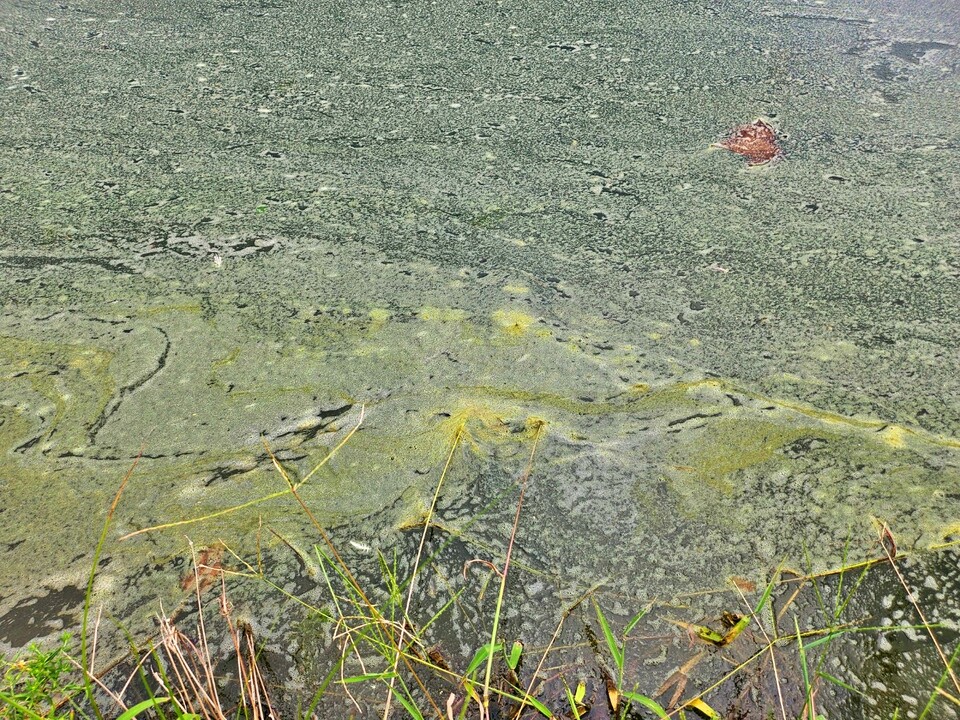 대구 중구 수성교~동신교 사이 신천에 녹조가 핀 모습(2024.9.2) / 사진.평화뉴스 정준민 기자