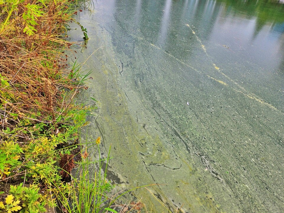 대구 중구 수성교~동신교 구간 신천 왼편 가장자리를 따라 녹조 알갱이들이 떠 있는 모습(2024.9.2) / 사진.평화뉴스 정준민 기자