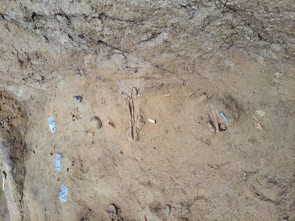 사람 상반신과 하반신 뼈들이 탄피와 함께 묻힌 돌고개 유해 발굴 작업 현장(2024.9.2) / 사진.김천유족회