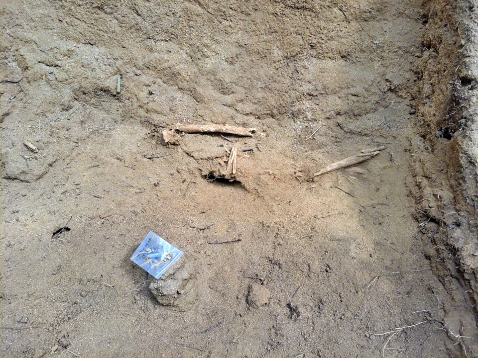 발견된 탄피와 탄두 옆으로 사람 뼈가 보인다.(2024.9.2) / 사진.김천유족회
