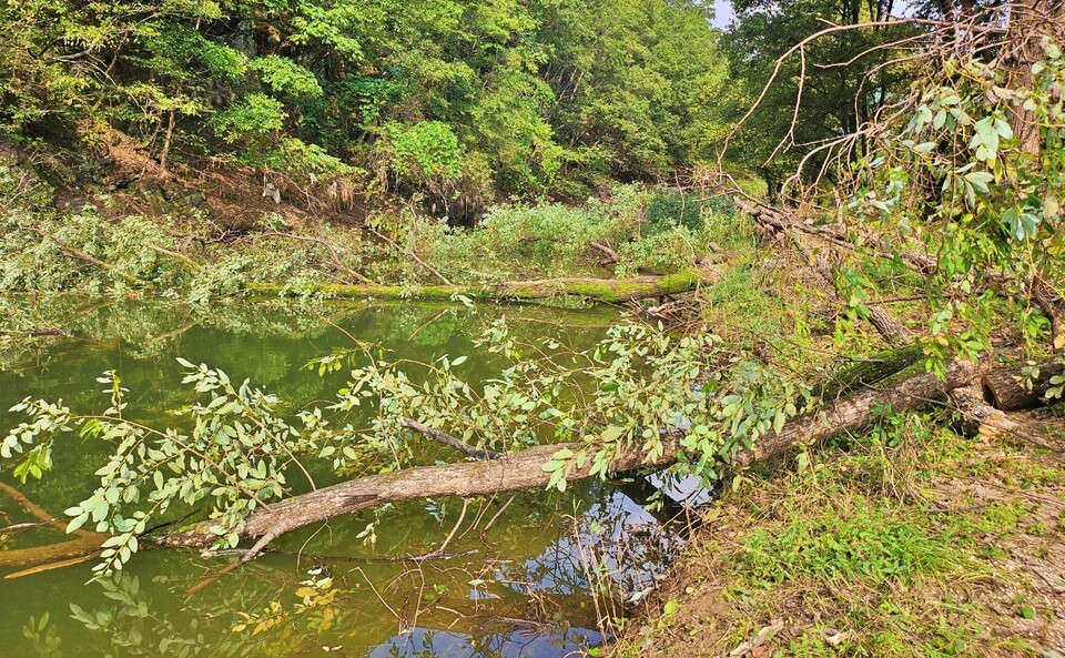 대구 동구 지묘동 동화천 인근 공사 현장에 잘린 나무들이 쓰러져 물 속으로 들어가 있다.(2024.9.27) / 사진.평화뉴스 정준민 기자