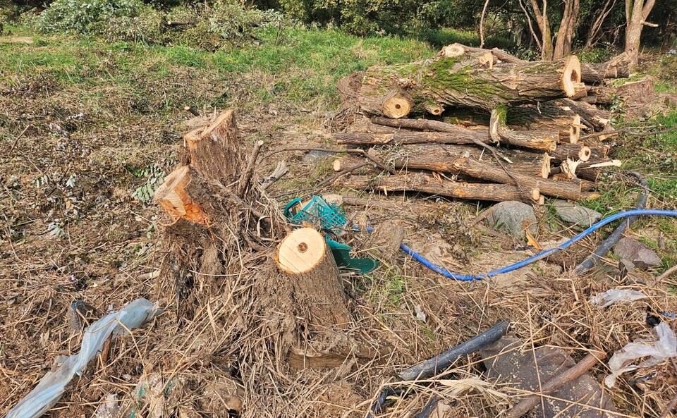 대구 동구 지묘동 '동화천 하천정비사업' 공사 현장에 있는 나무가 잘려 밑둥만 남은 모습(2024.9.27) / 사진.평화뉴스 정준민 기자