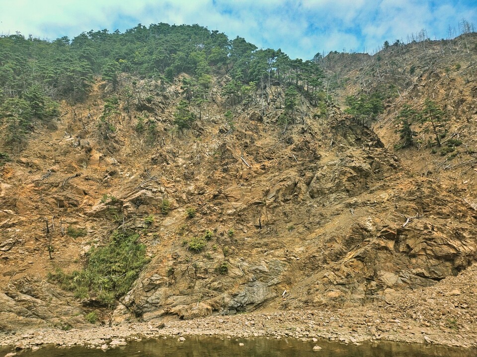 영풍제련소를 둘러싼 산 한쪽 면의 나무들이 말라 비틀어져 있다.(2024.9.11) / 사진.평화뉴스 정준민 기자