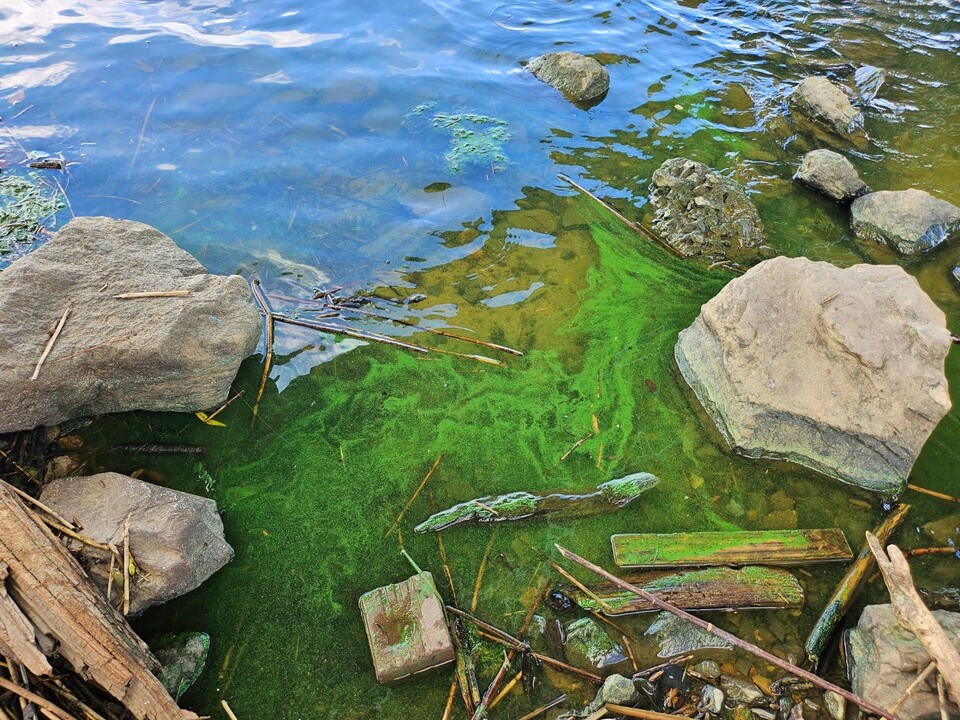 대구 달성군 화원유원지 강물 위에 뜬 녹조 알갱이들(2024.8.20) / 사진.평화뉴스 정준민 기자