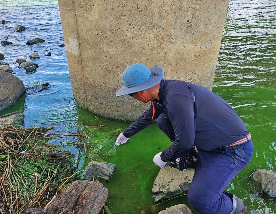 정수근 대구환경운동연합 사무처장이 강물을 바구니로 뜨고 있다.(2024.8.20.화원유원지) / 사진.평화뉴스 정준민 기자