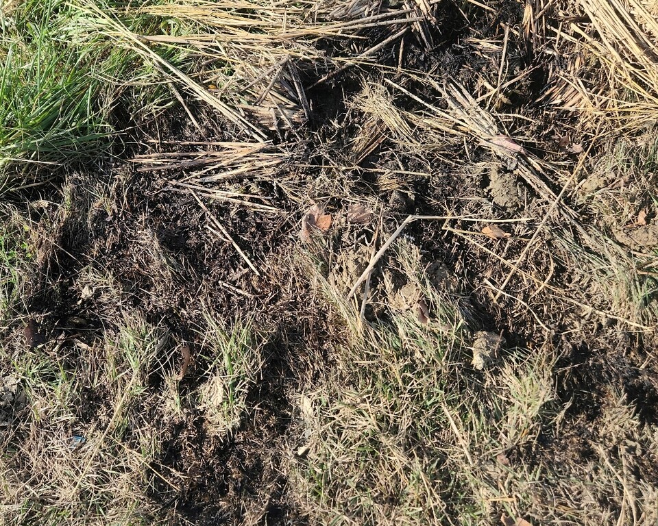 경북도의원들이 상주시 화산동 한 논두렁에 불을 지펴 출동한 소방관들이 진화한 곳에 탄 자국이 남아 있다.(2024.11.18) / 사진 제공. 소방을 사랑하는 공무원노동조합 경북본부