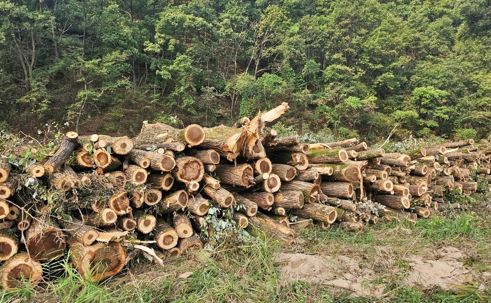 대구 북구 동화천 일대에 벌목된 나무들이 쌓여 있는 모습(2024.9.27) / 사진.평화뉴스 정준민 기자