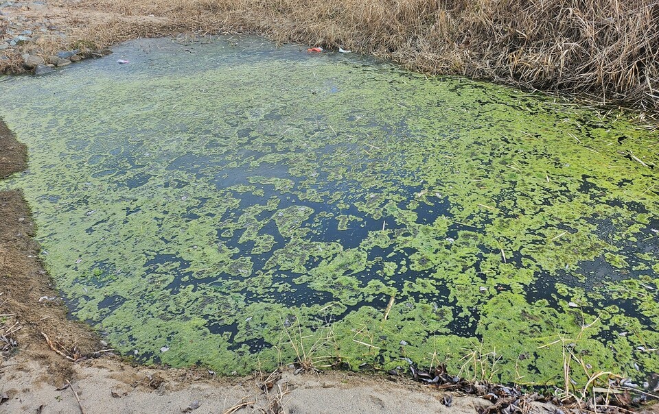 물길이 막힌 동화천 다른 구간에는 녹조가 가득 피어 있었다.(2025.1.8) / 사진.평화뉴스 정준민 기자