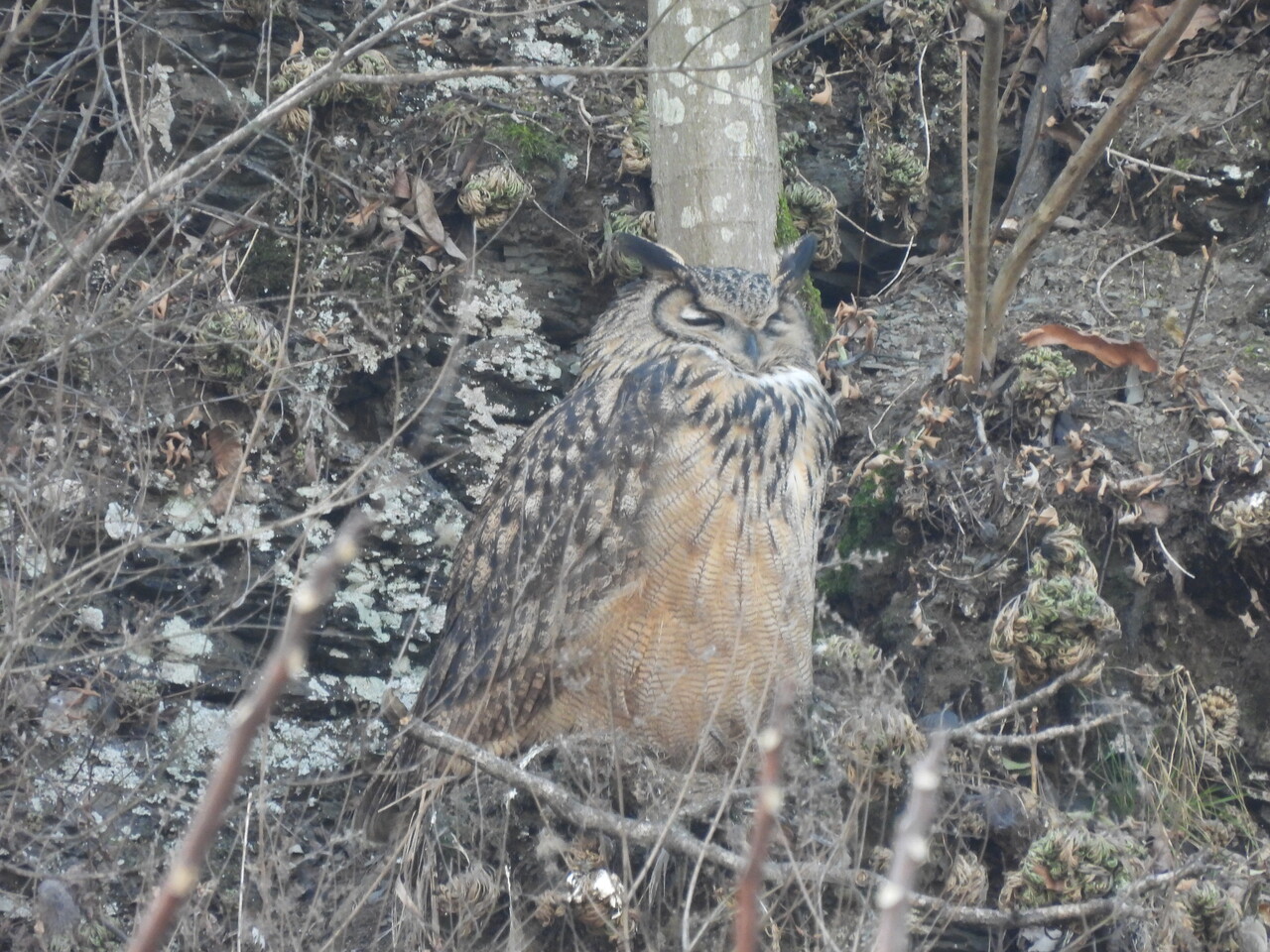팔현습지 속 수리부엉이 / 사진.이지윤