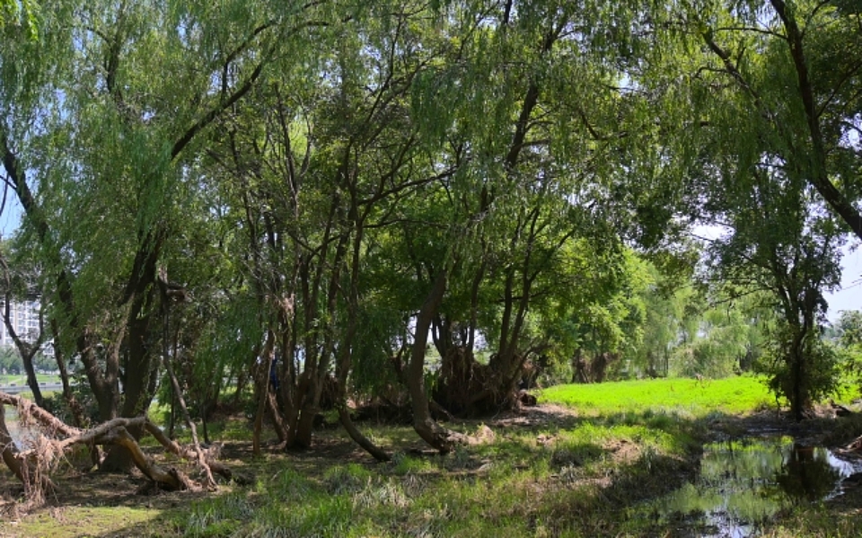 금호강 팔현습지 왕버들숲(2023.8.21) / 사진.평화뉴스 정준민 기자