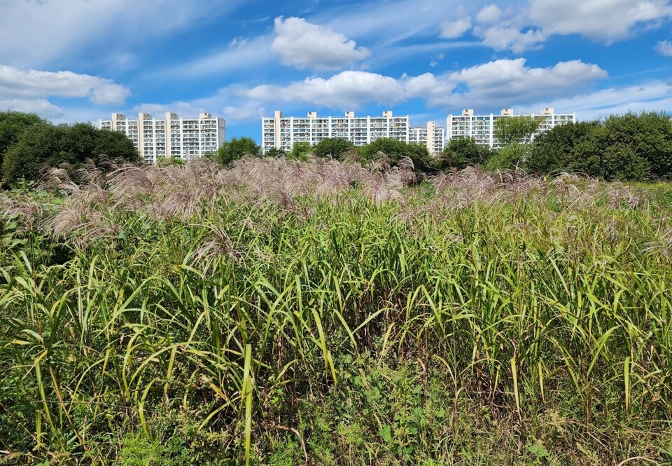 대구 수성구 팔현습지에 있는 물억새군락 / 사진 제공.대구환경운동연합
