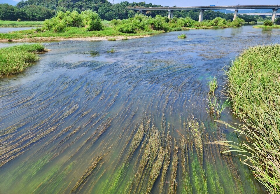팔현습지 수중식생 대가래군집 / 사진 제공.대구환경운동연합