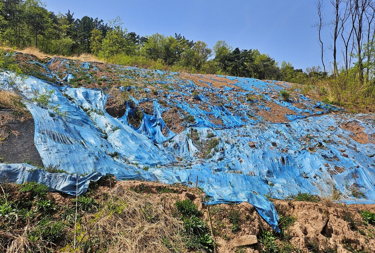 죽곡산 공사 현장 비탈면이 찢어진 천으로 덮여 있다.(2025.4.16) / 사진.평화뉴스 정준민 기자
