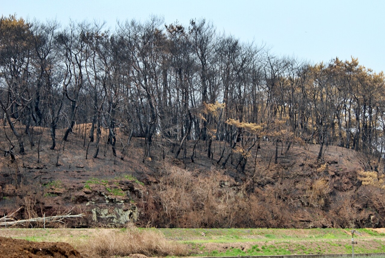 경북 안동시 일직면 광연마을 뒷동산에 있는 나무가 불에 타 앙상한 모습이 됐다.(2025.4.18) / 사진.평화뉴스 정준민 기자