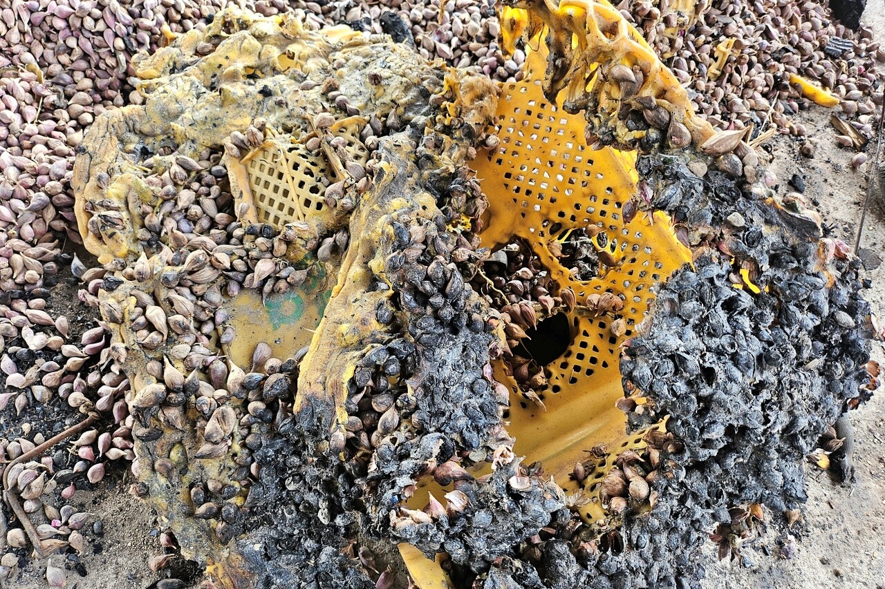 불에 탄 마늘 종자와 바구니가 늘어붙은 모습(2025.4.18) / 사진.평화뉴스 정준민 기자