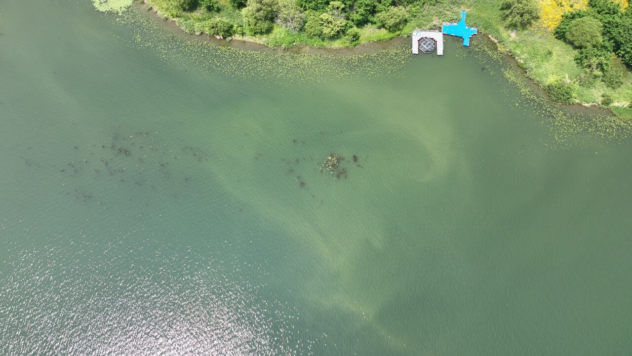 대구 달성군 강정고령보 인근 하천에 핀 녹조(2025.5.30) / 사진 제공.대구환경운동연합