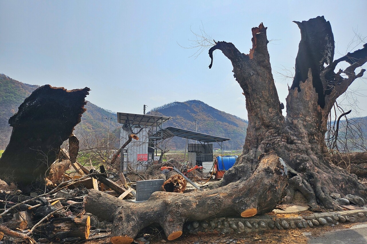 보호수 느티나무도 화마를 피하지 못하고 두 동강이 났다...경북 안동시 일직면 광연마을의 수백년된 느티나무가 산불에 타버렸다.(2025.4.18) / 사진.평화뉴스 정준민 기자
