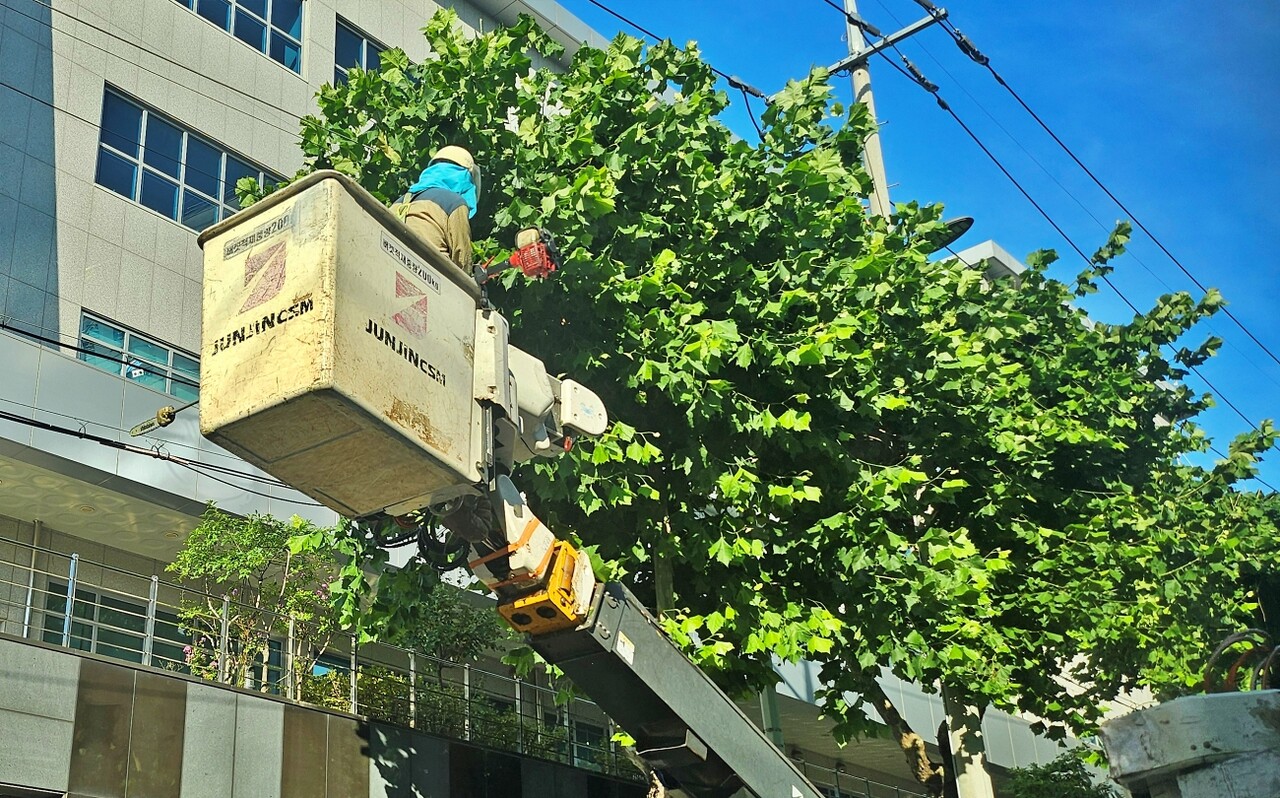 대구 동구 효목동에서 한 노동자가 가지치기를 하고 있는 모습(2025.7.30)/ 사진.평화뉴스 정준민 기자