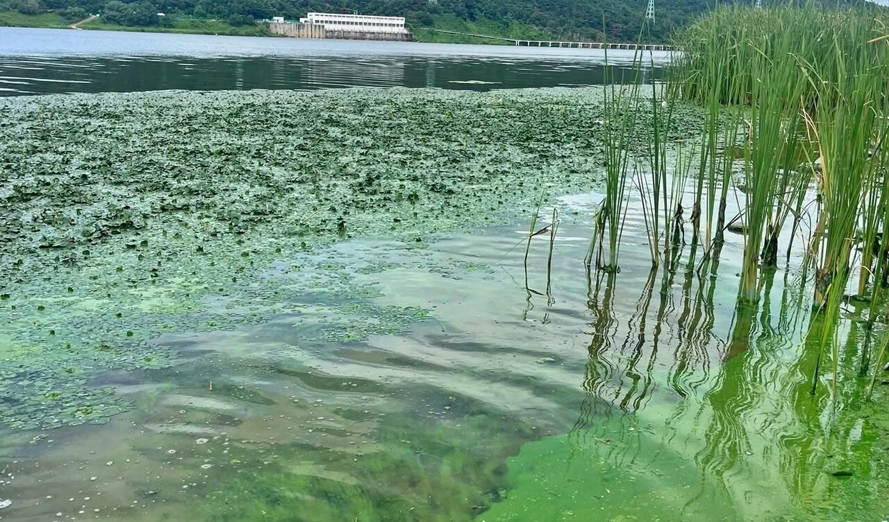 대구 강정고령보 인근에 녹조가 핀 모습(2025.8.13) / 사진 제공.곽상수 낙동강네트워크 대표