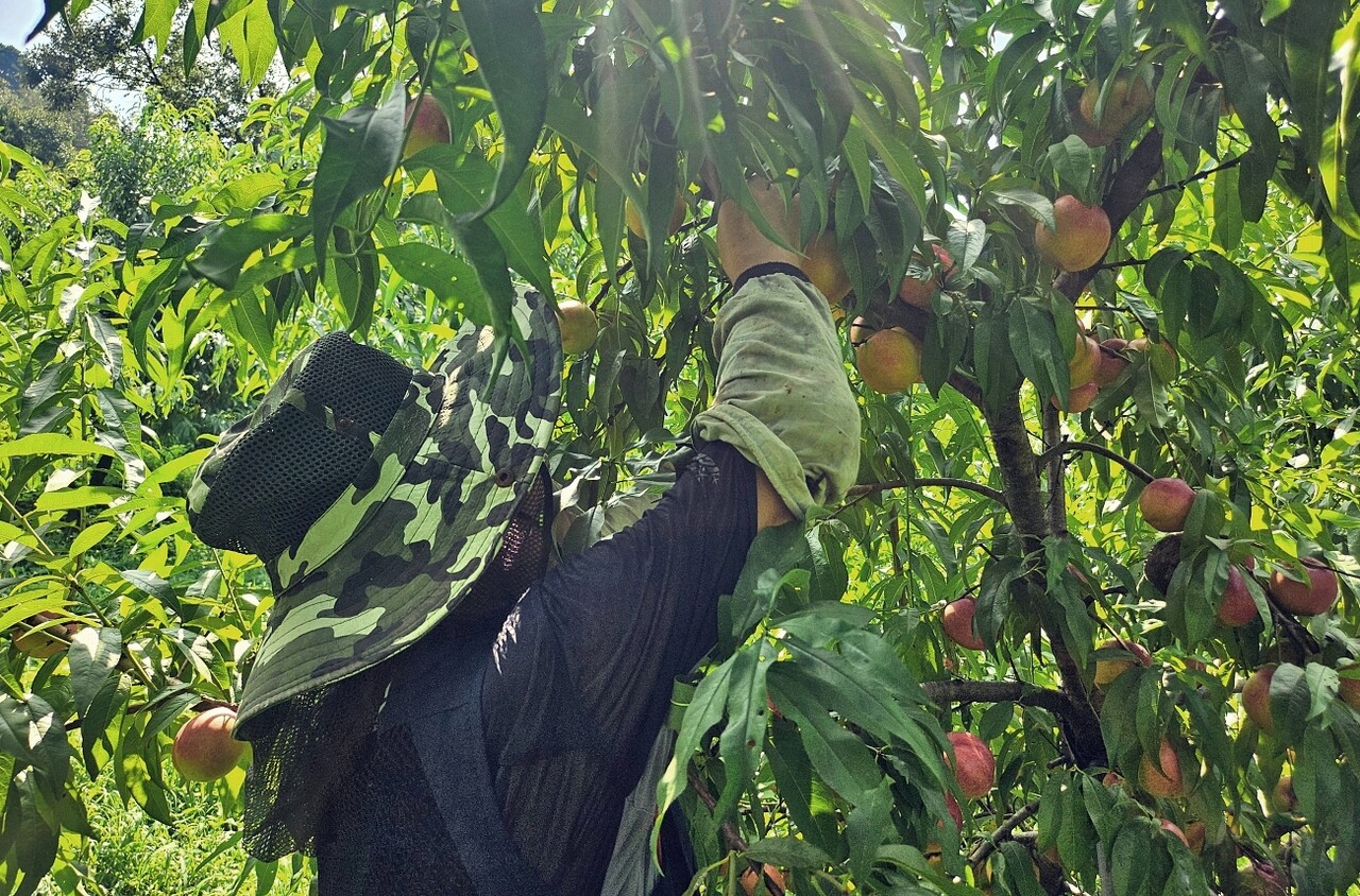 남산(가명.61)씨가 경북 경산시 남천면 금곡리 한 복숭아 농장에서 땀에 푹 젖은 옷을 입은 채 가지치기를 하고 있다.(2025.8.22) / 사진.평화뉴스 정준민 기자
