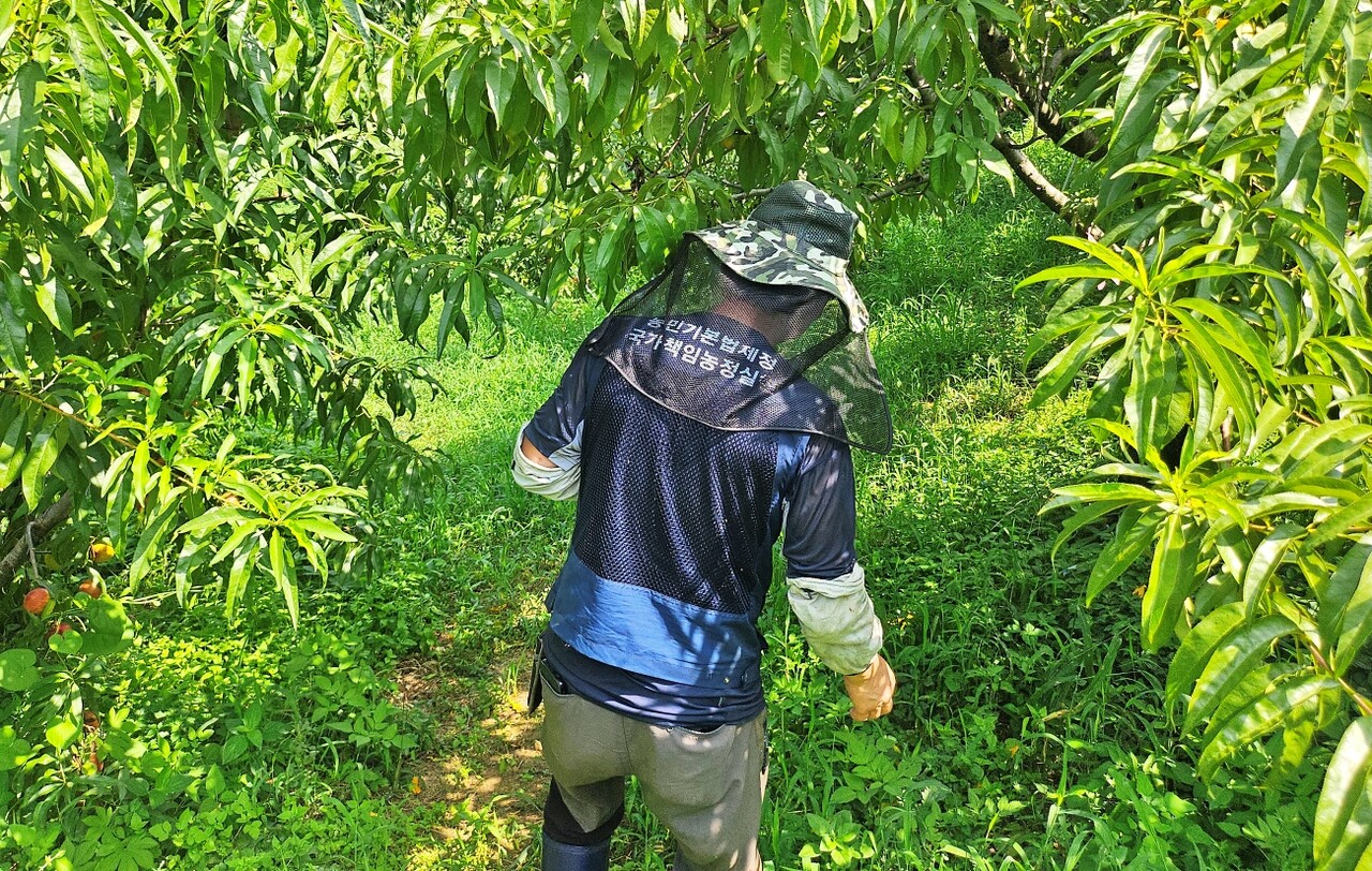 남산(61)씨가 풀숲을 해치며 복숭아 농장으로 걸어가고 있다.(2025.8.22) / 사진.평화뉴스 정준민 기자