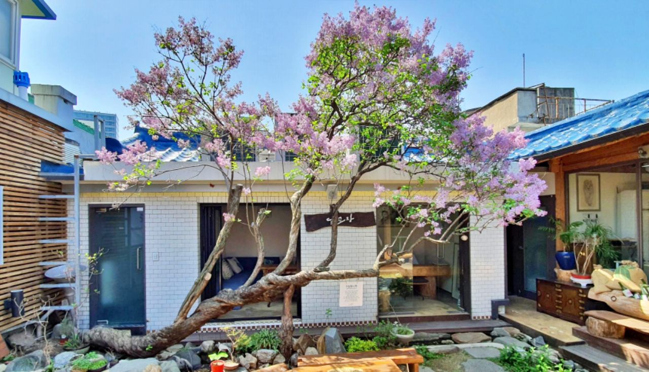 수령이 200년으로 추정되는 라일락나무가 대구 중구 이상화 생가터 뜨락을 가득 채우고 있다. / 사진 제공.라일락뜨락 1956