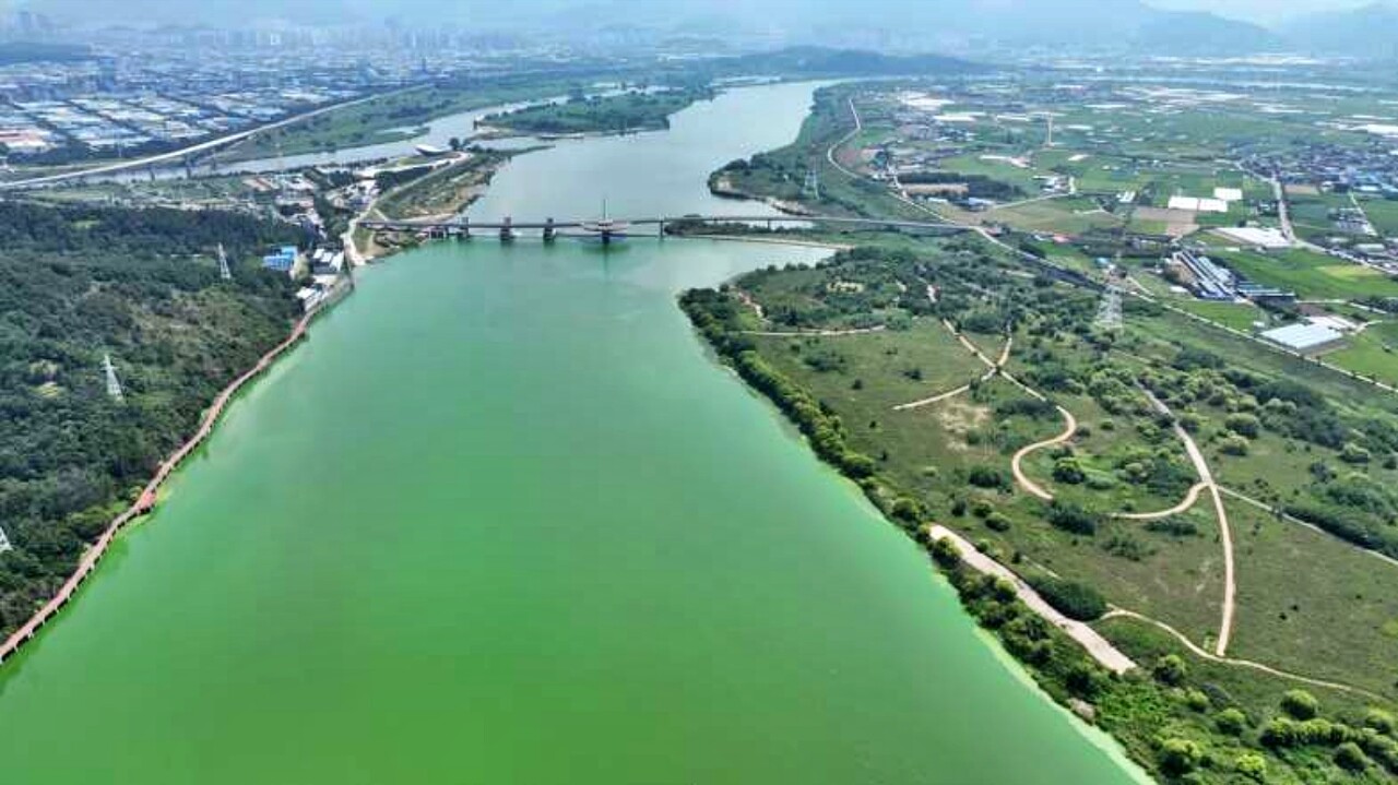 2024년 8월 대구 달성군 강정고령보에 녹조가 가득 핀 모습 / 사진 출처.대구환경운동연합