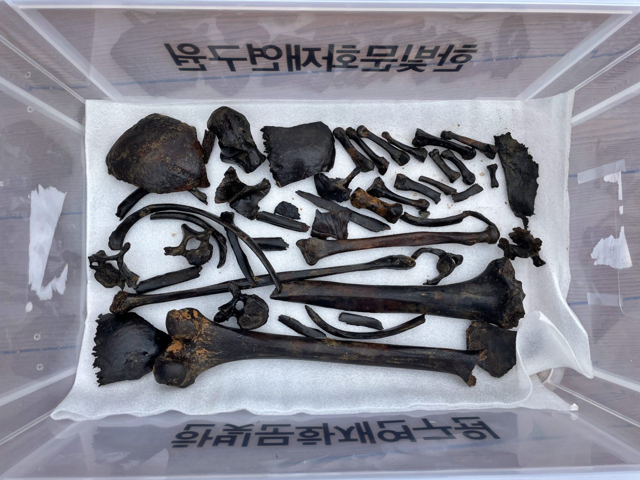 경북 경산 코발트광산 3차 유해 발굴 중 수평굴 안에서 나온 뼈들(2025.9) / 사진.경산코발트광산유족회 