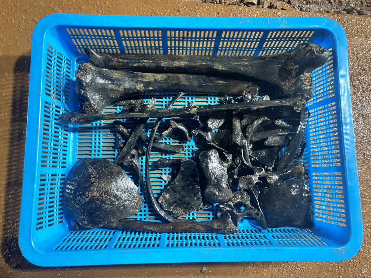 3차 유해 발굴 과정에서 나온 사람의 다리뼈, 갈비뼈로 추정되는 민간인 학살 희생자드르이 유해(2025.9) / 사진.경산코발트광산유족회