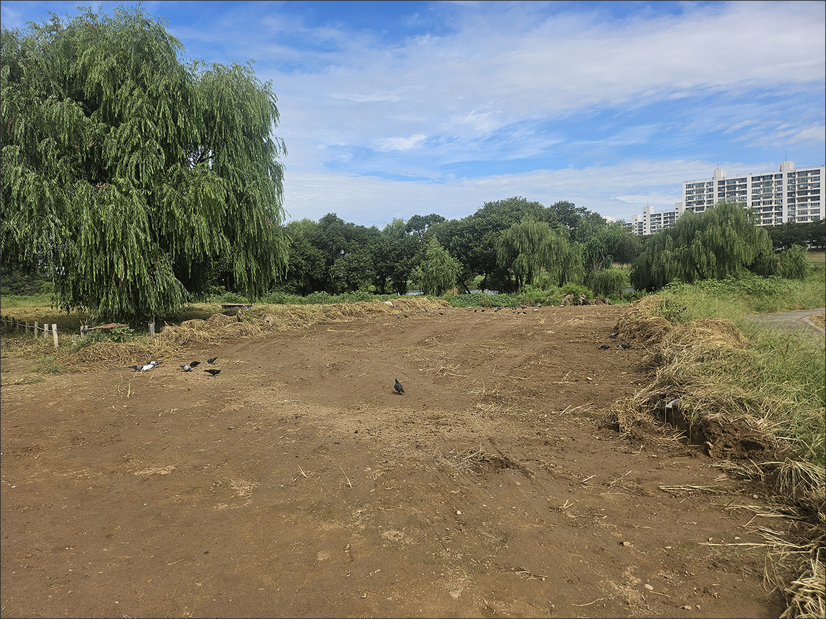 팔현습지 보도교 시공업체가 세륜시설(차량 바퀴를 세척하는 시설) 설치를 위해 습지 초입 풀밭 900㎡를 밀어냈다. (2025.9.8.) / 사진. 평화뉴스 정준민 기자