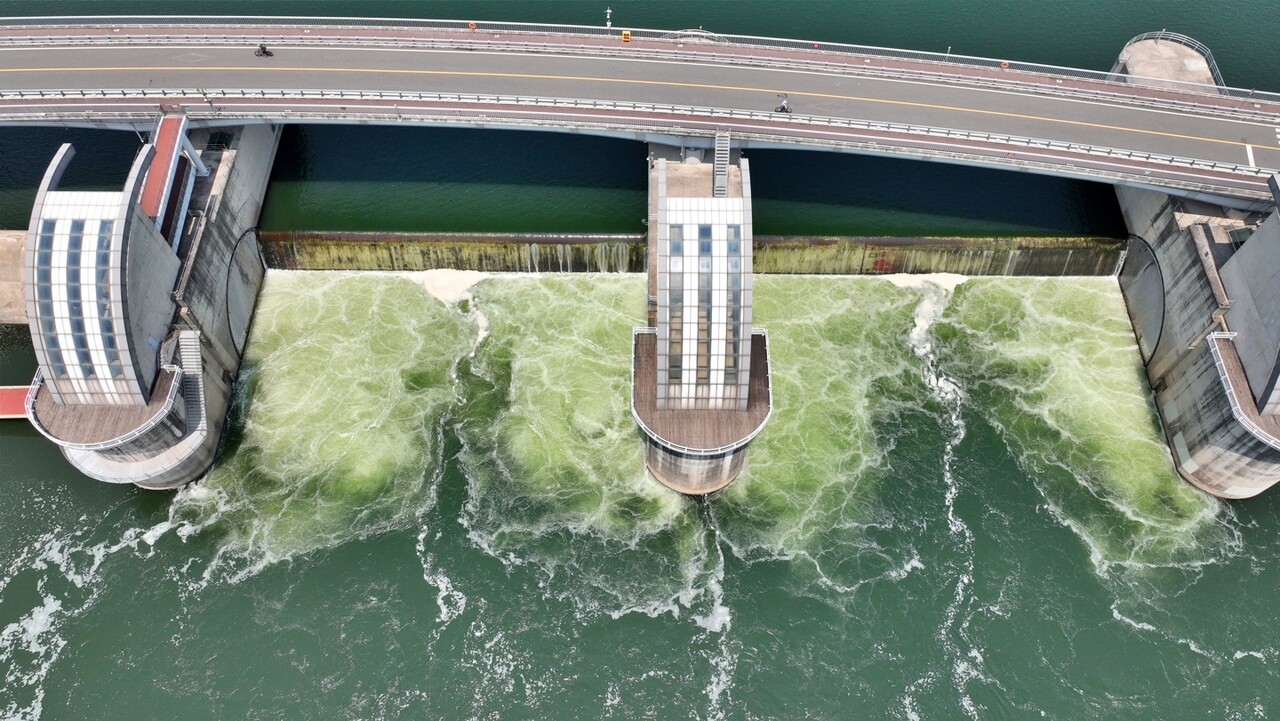 대구 달성군 강정고령보에 녹조가 피어 강물이 초록색을 띠고 있다(2024.5.20) / 사진.대구환경운동연합