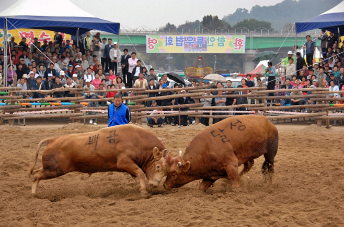 '전국민족소싸움 달성대회' / 사진. 달성군