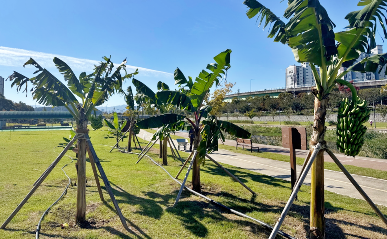 대구 북구청이 동화천 일대에 심은 바나나 나무 / 사진.김상선 북구의원 제공